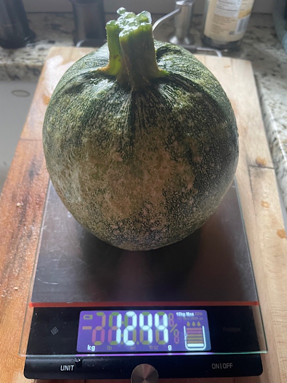 Courgette ronde de Nice