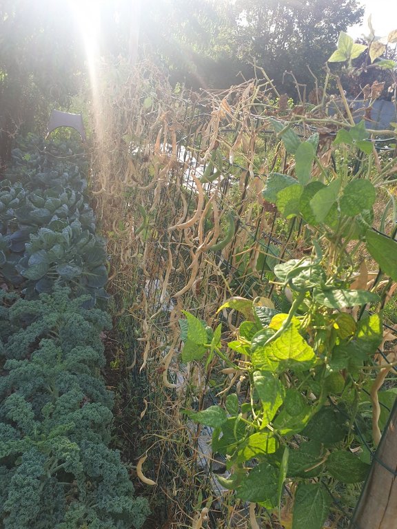 220901 haricots tarbais.jpg