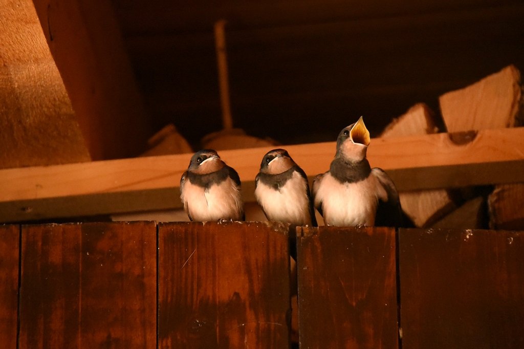 DSC_9056.JPG