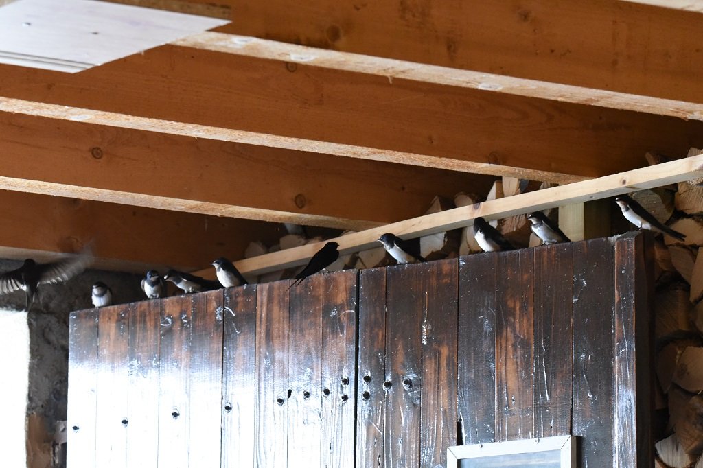 DSC_3478.JPG
