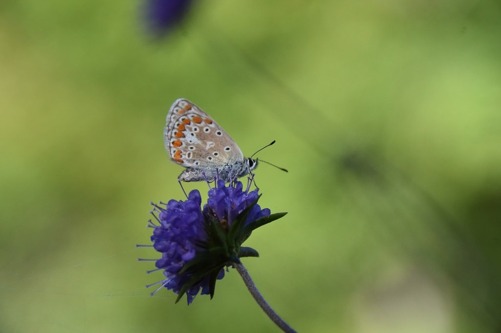 DSC_9206.JPG