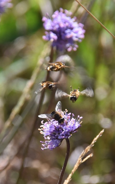 DSC_9145.JPG