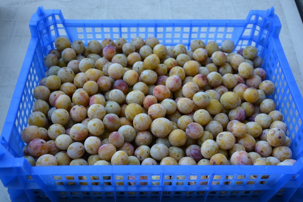 Mirabelles