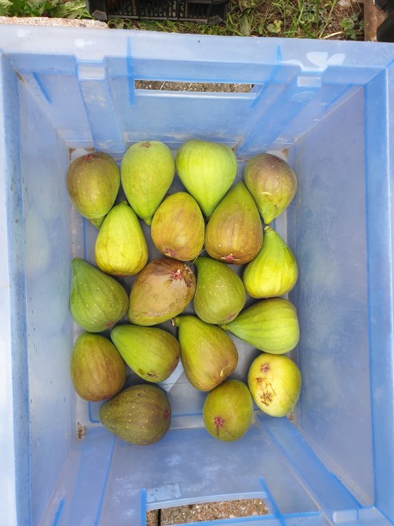 220910 figues.jpg