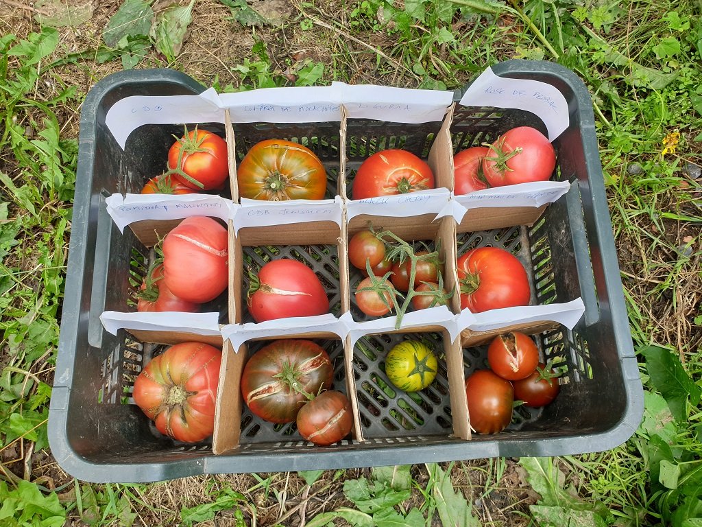 220910 tomates pour Haverskerque.jpg