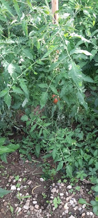 tomates 13-9-22.jpg