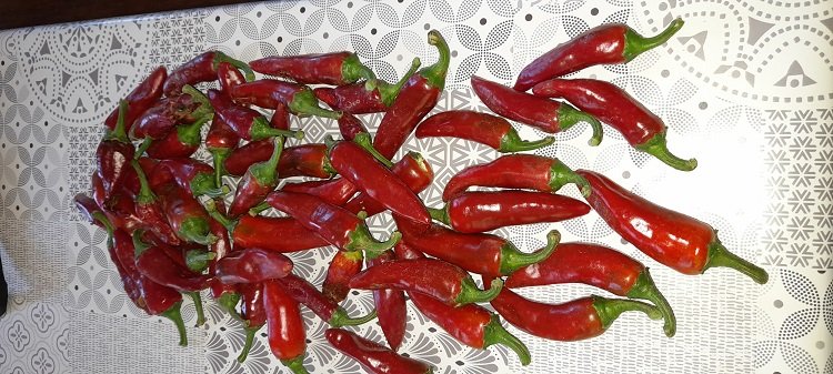 deuxième récolte de piments d'Espelette.jpg