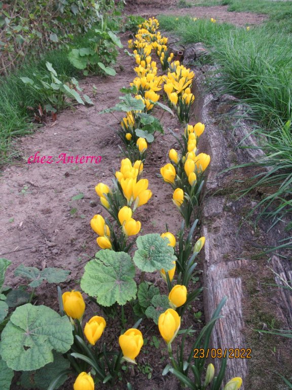 crocus jaune automne.jpeg