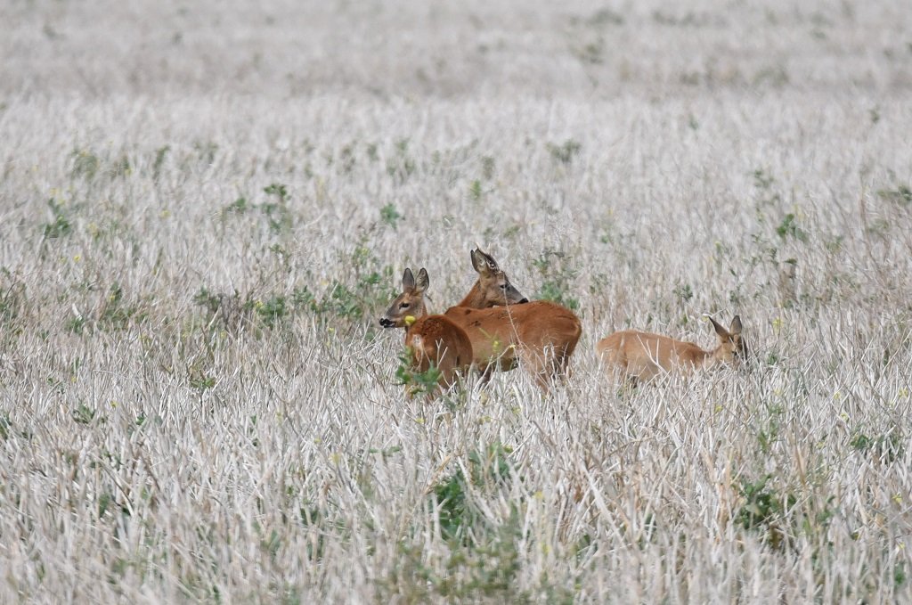 DSC_4541.JPG