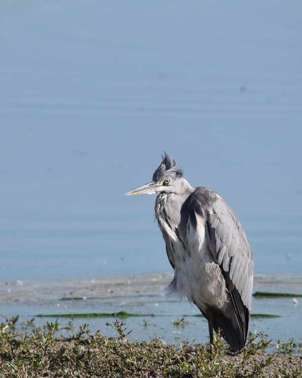 DSC_4089.JPG