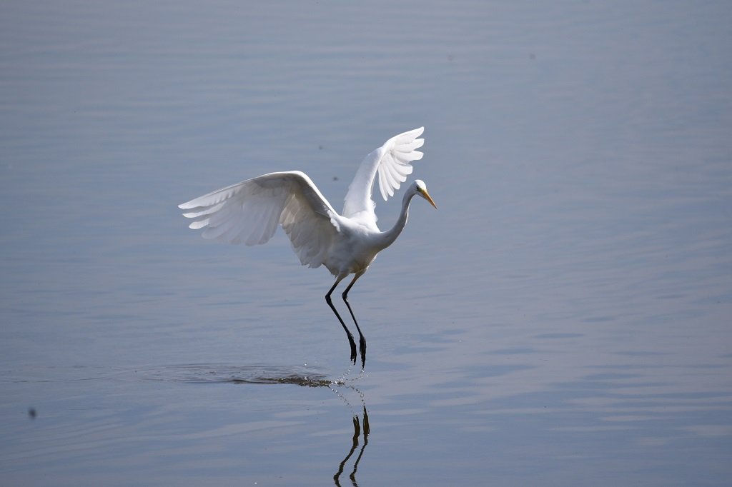 DSC_6781.JPG