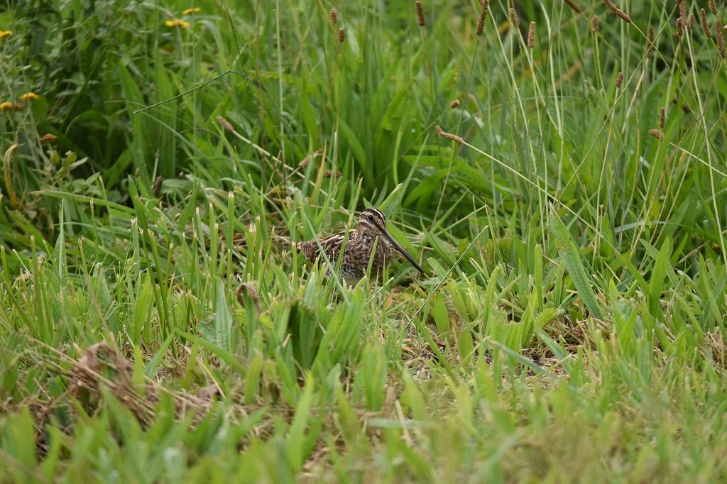 DSC_7033.JPG