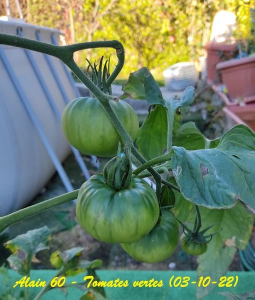 Tomate d'Automne.jpg