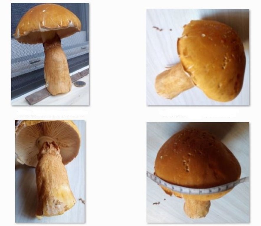 Champignon.JPG