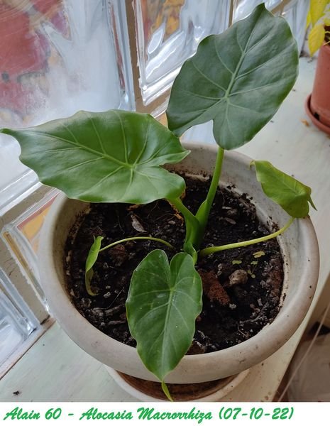 Alocasia+.jpg