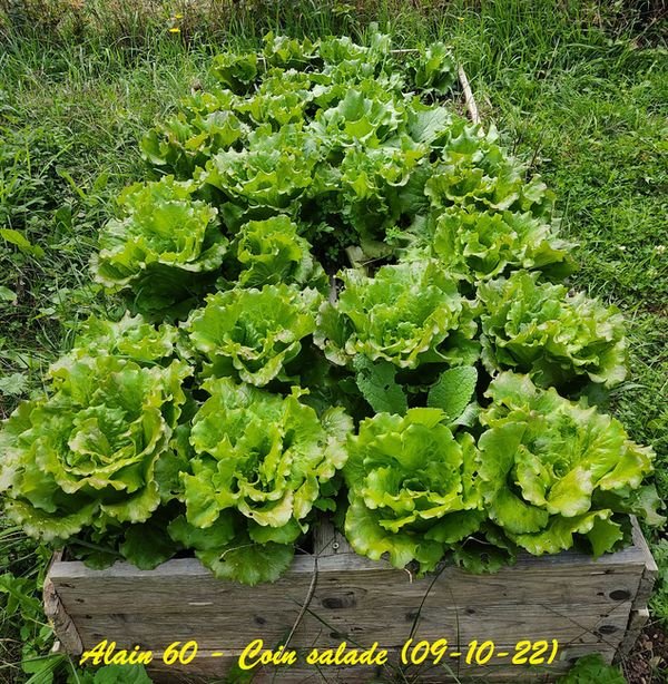 Salade.jpg