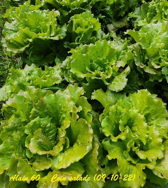 Salade2.jpg