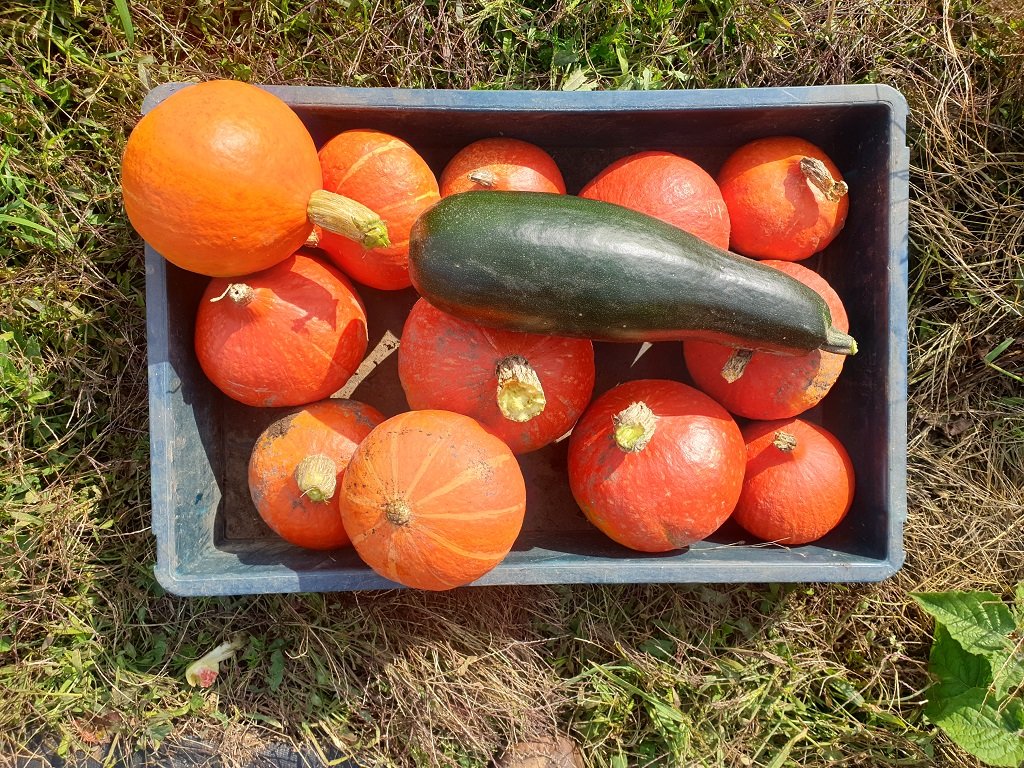 220930 récolte de cucurb.jpg