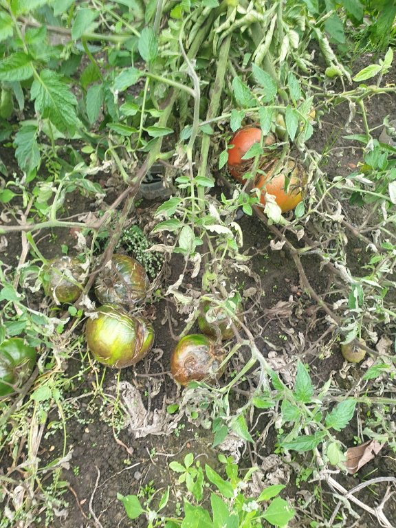 221005 mildiou sur tomates.jpg