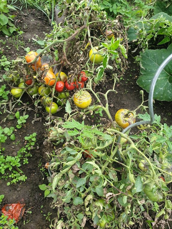 221005 tomate mildiousée.jpg