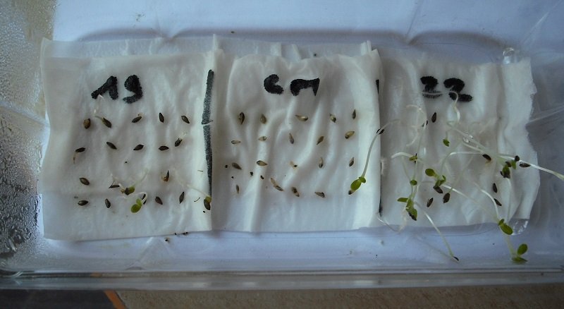 Test germination 07 oct.jpg