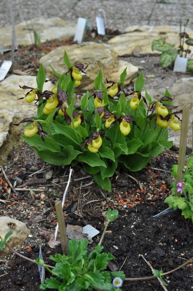 cypripedium calceolus 3 - Copie.JPG