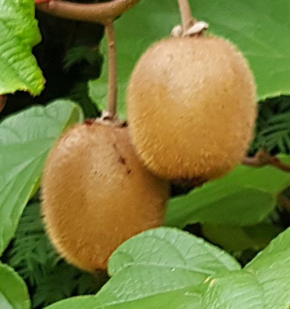 221010 kiwis.jpg