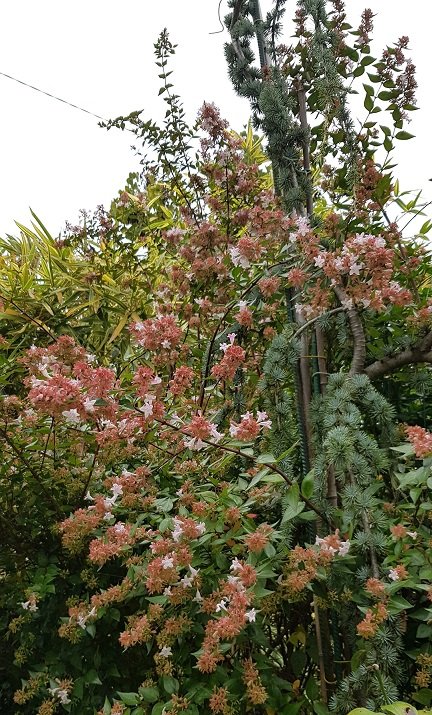 221010 abelia e g.jpg