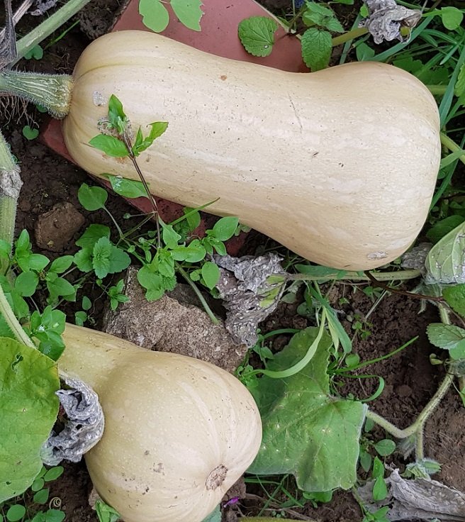 221010 butternut.jpg