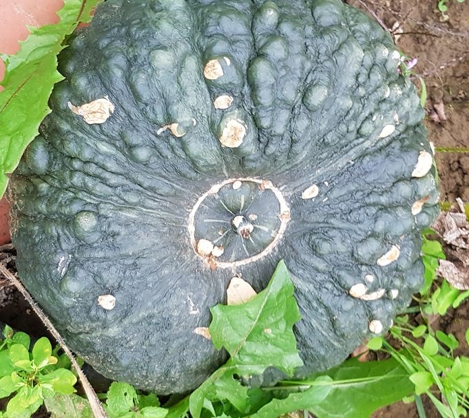 221010 courge itali.jpg