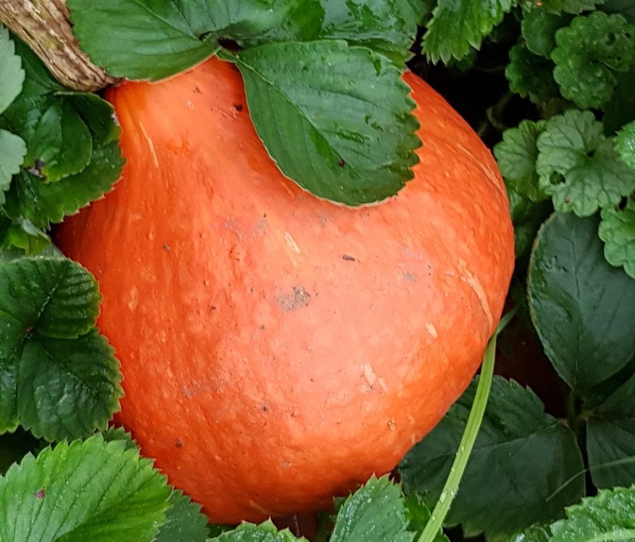 221010 potimar.jpg