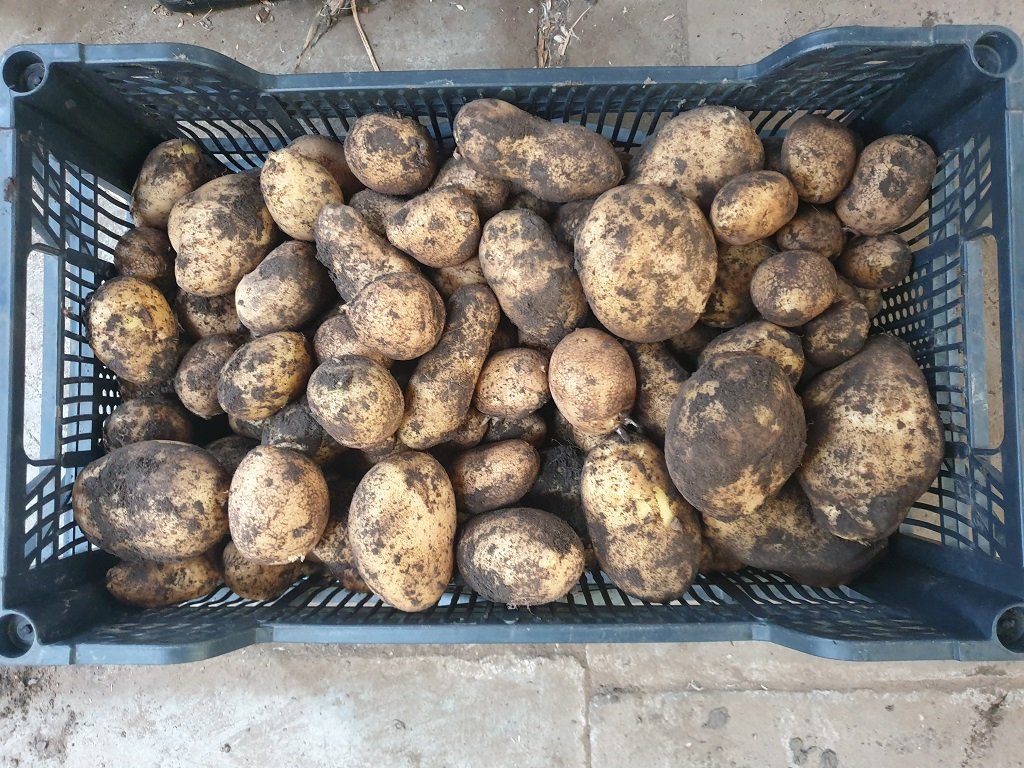 221014 récolte de pdt.jpg