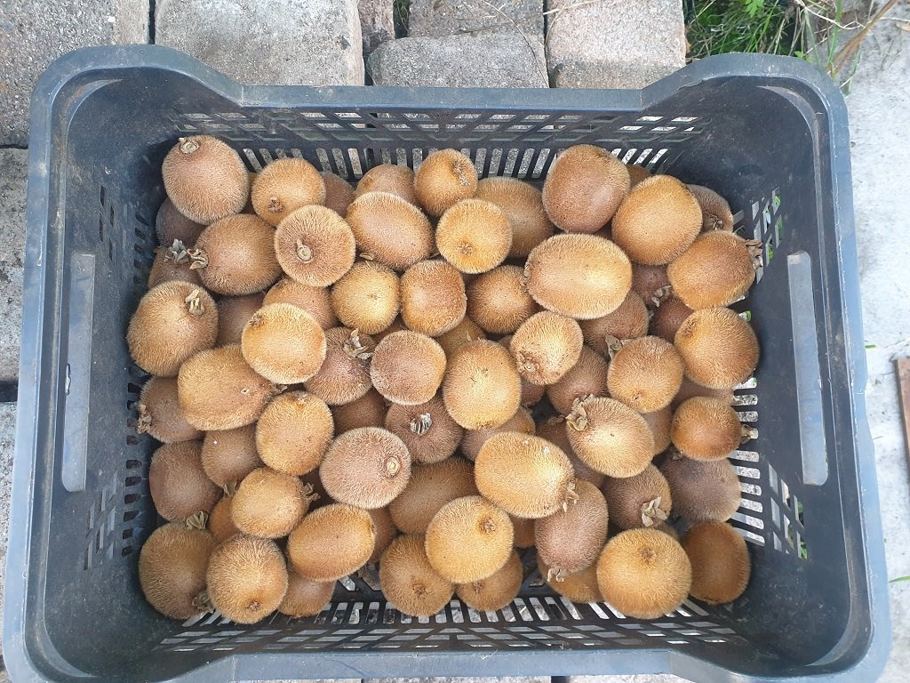 221016 récolte de kiwis.jpg