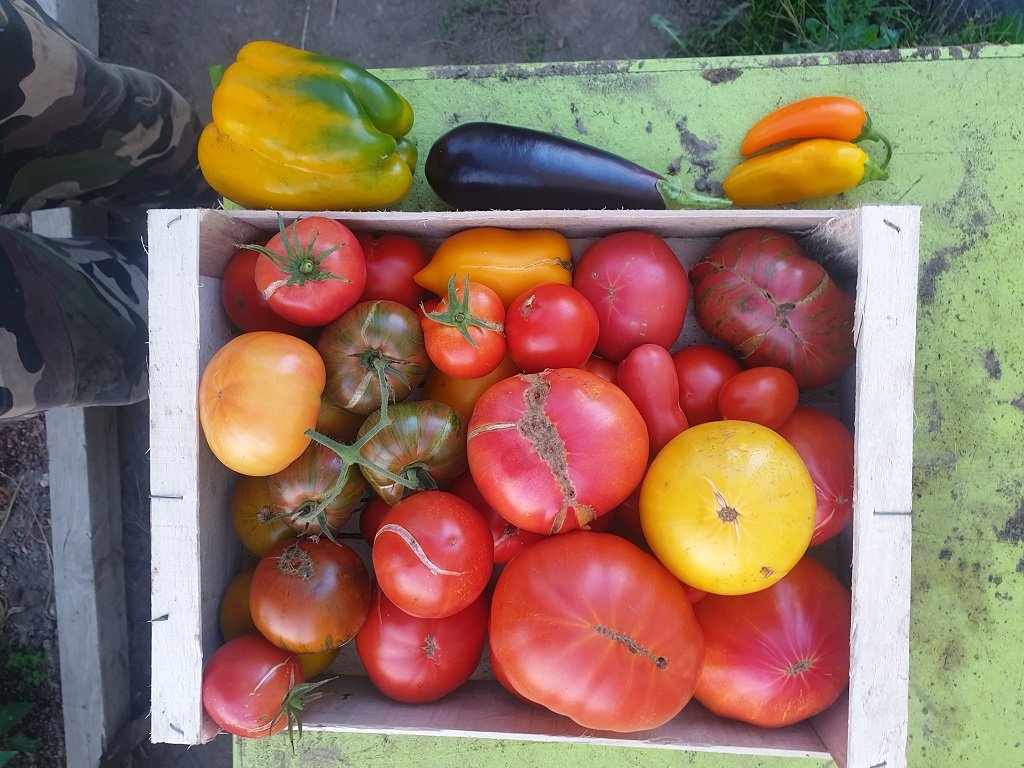 221016 récolte de tomates.jpg