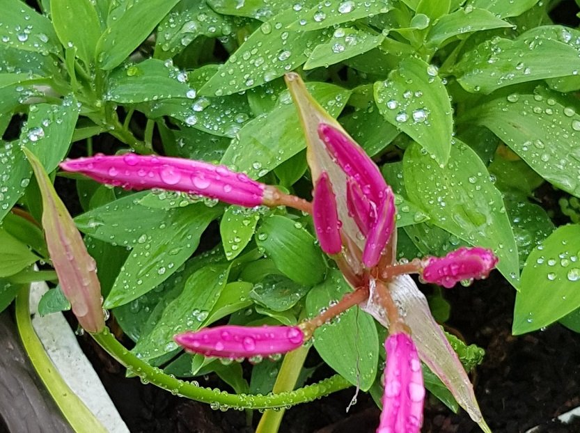 221018 nerine  .jpg