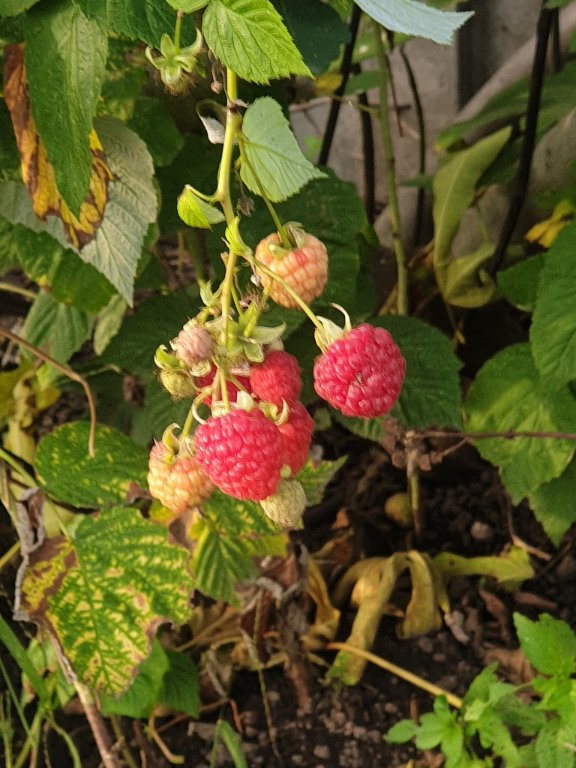 221019 framboises.jpg
