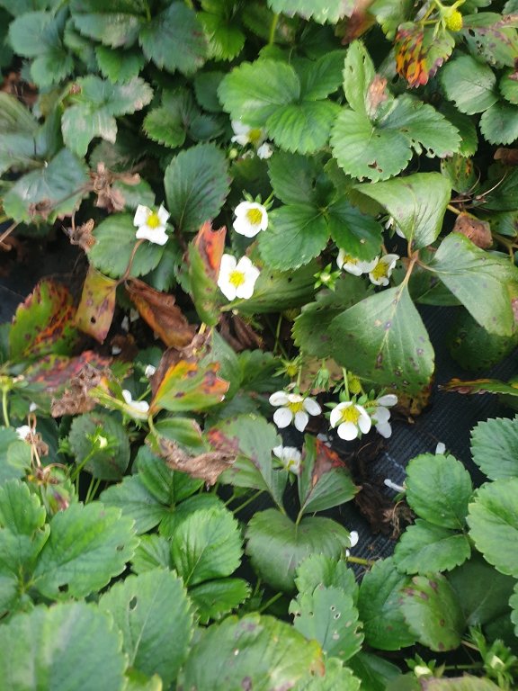 221019 frarisiers en fleur.jpg