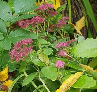221016 pl grasrose .jpg