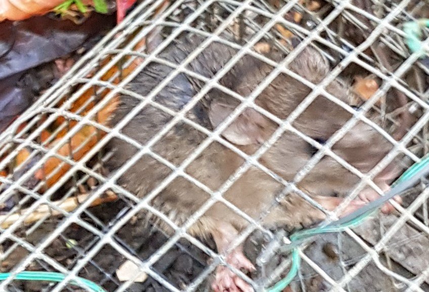 221018  raton .jpg