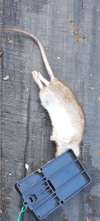 221018  rat 12 .jpg