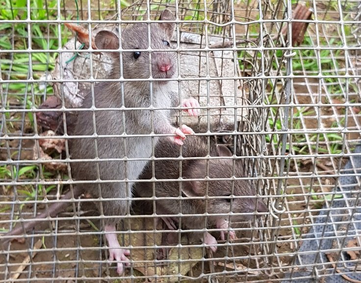 221010 ratons nasse.jpg