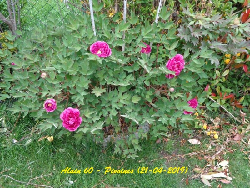 Pivoine 1.JPG