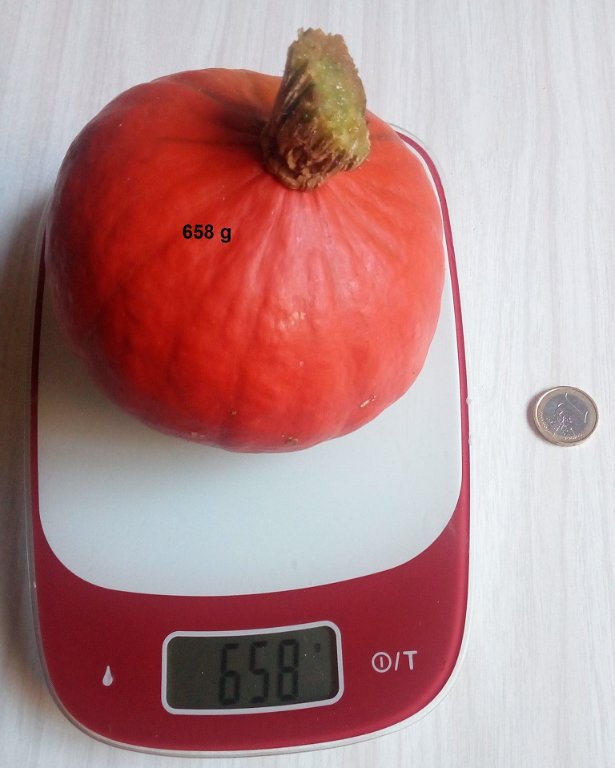 Potimarron récolté le 161022.jpg
