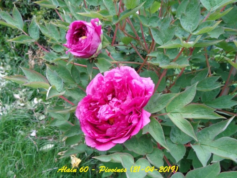 Pivoine 2.JPG