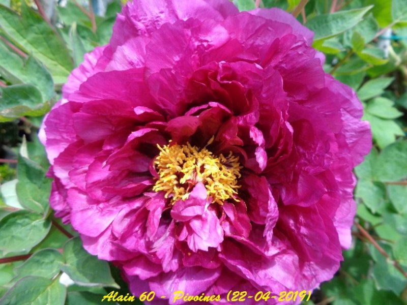 Pivoine 3.JPG