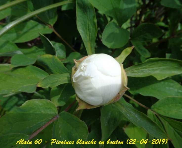 Pivoine 4.JPG