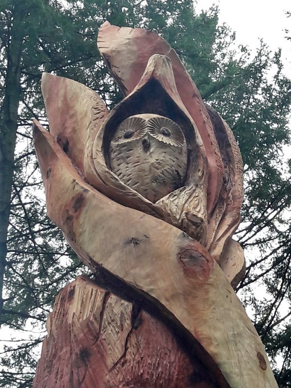 sequoia5.jpeg