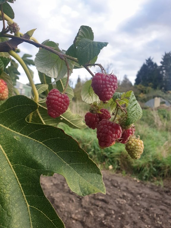 221024 framboises_1.jpg