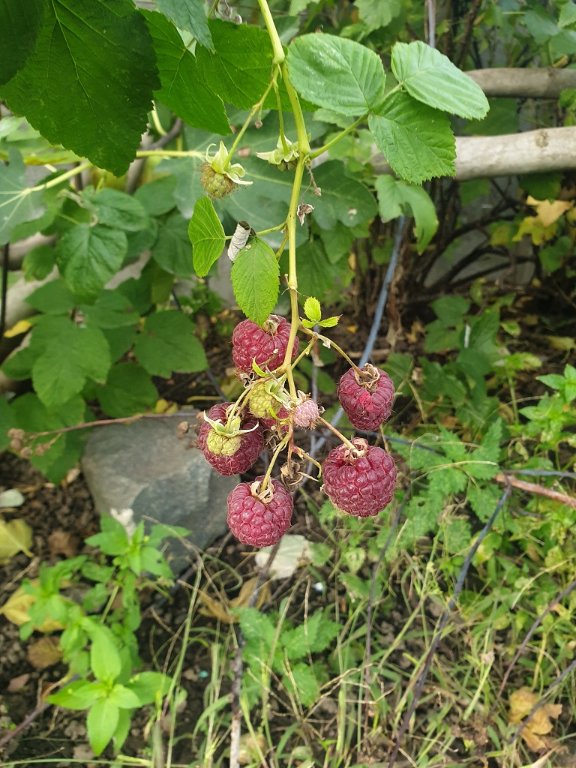 221024 framboises_2.jpg