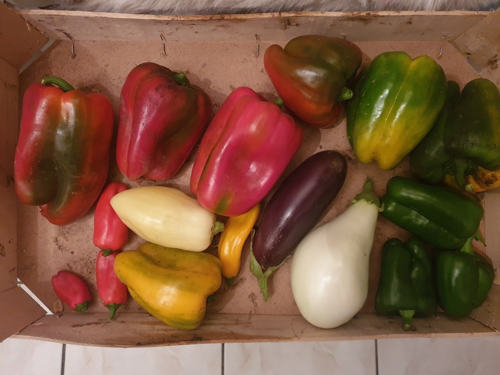 221024 poivrons et aubergines.jpg